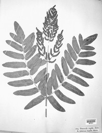 Osmunda regalis image